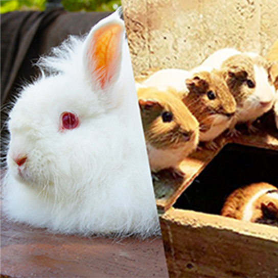 うさぎ/モルモット