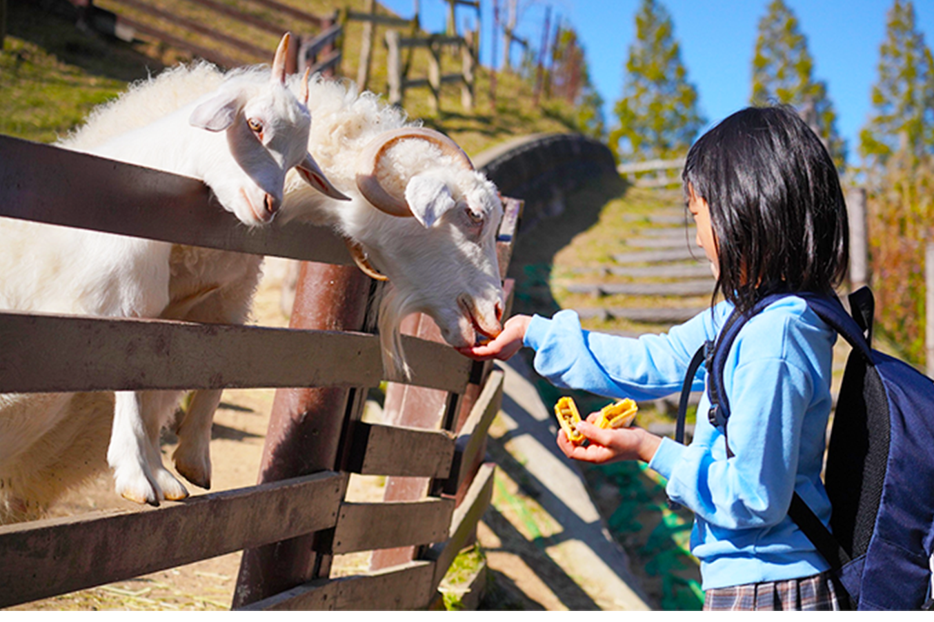 こんな近くに動物が