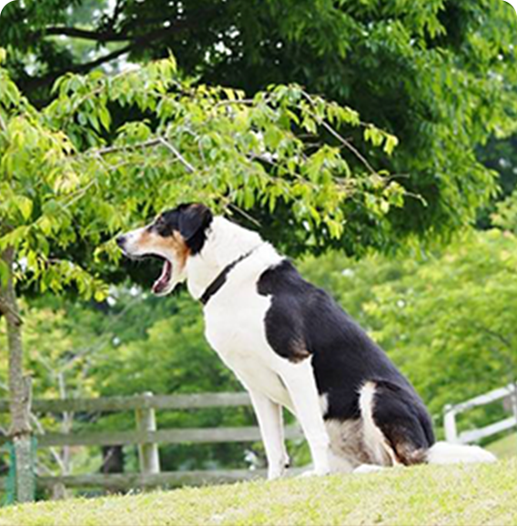牧羊犬ジョン3歳の生誕祭...