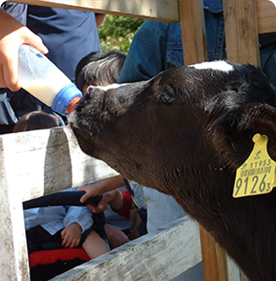 子牛にミルクをあげてみよ...
