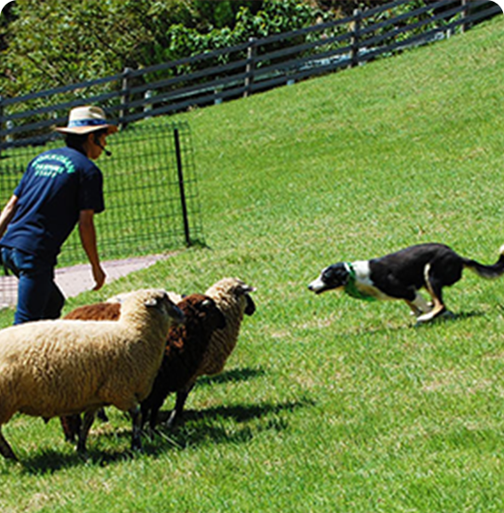 牧羊犬の仕事を間近で!