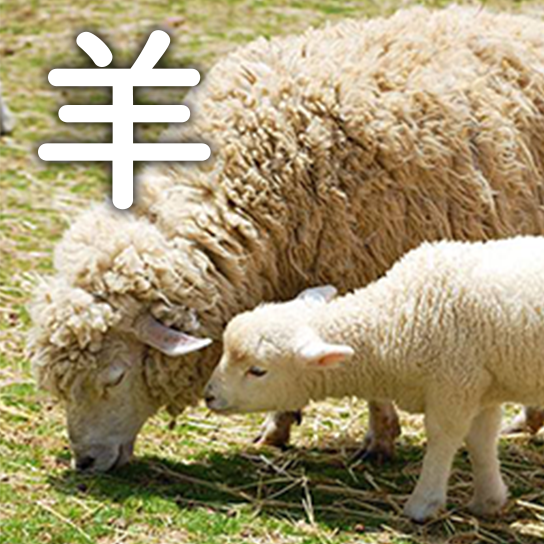 羊
