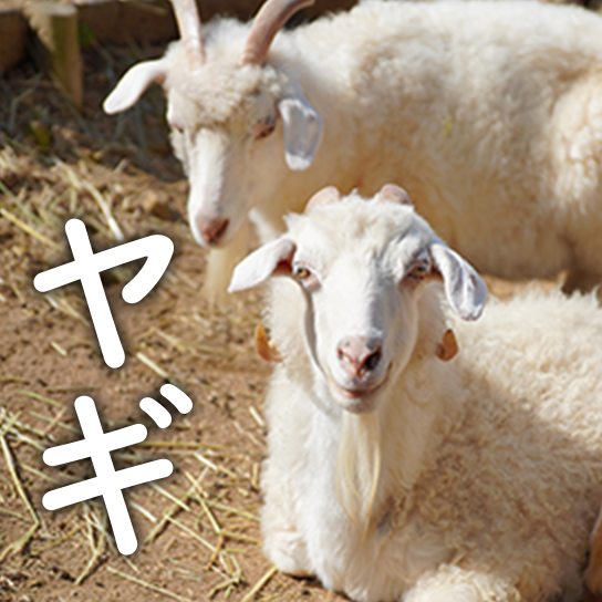 ヤギ
