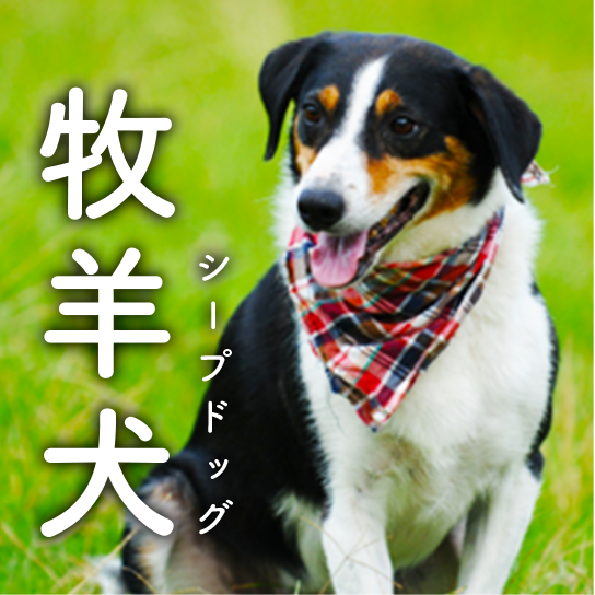 牧羊犬 シープドッグ
