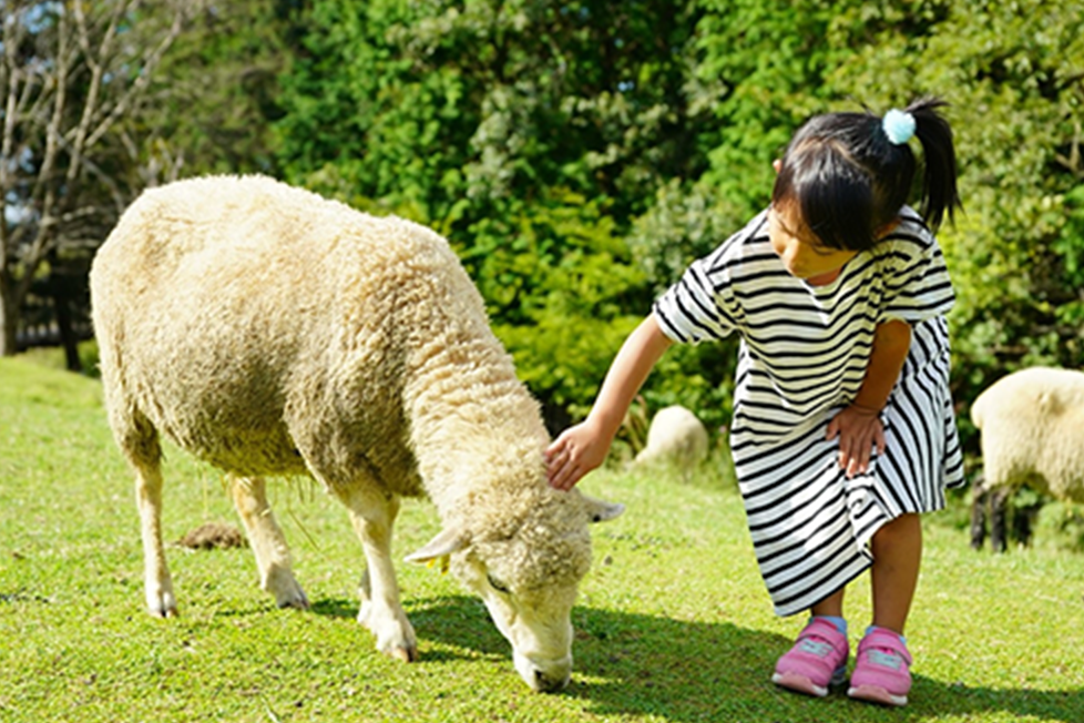 羊とのふれあい