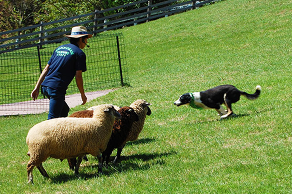 シープドッグショー