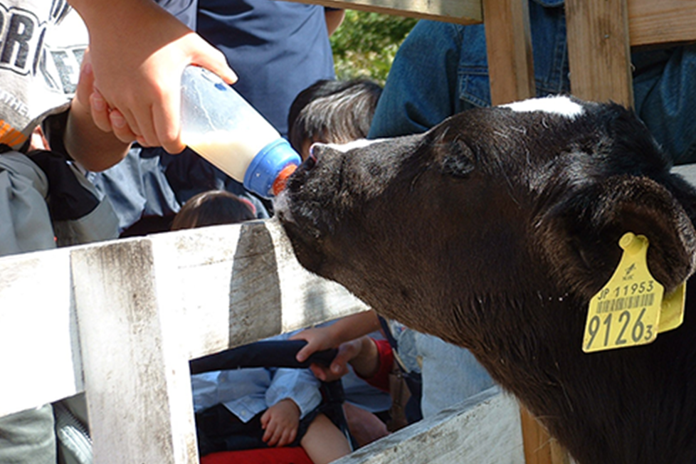 子牛にミルクをあげよう